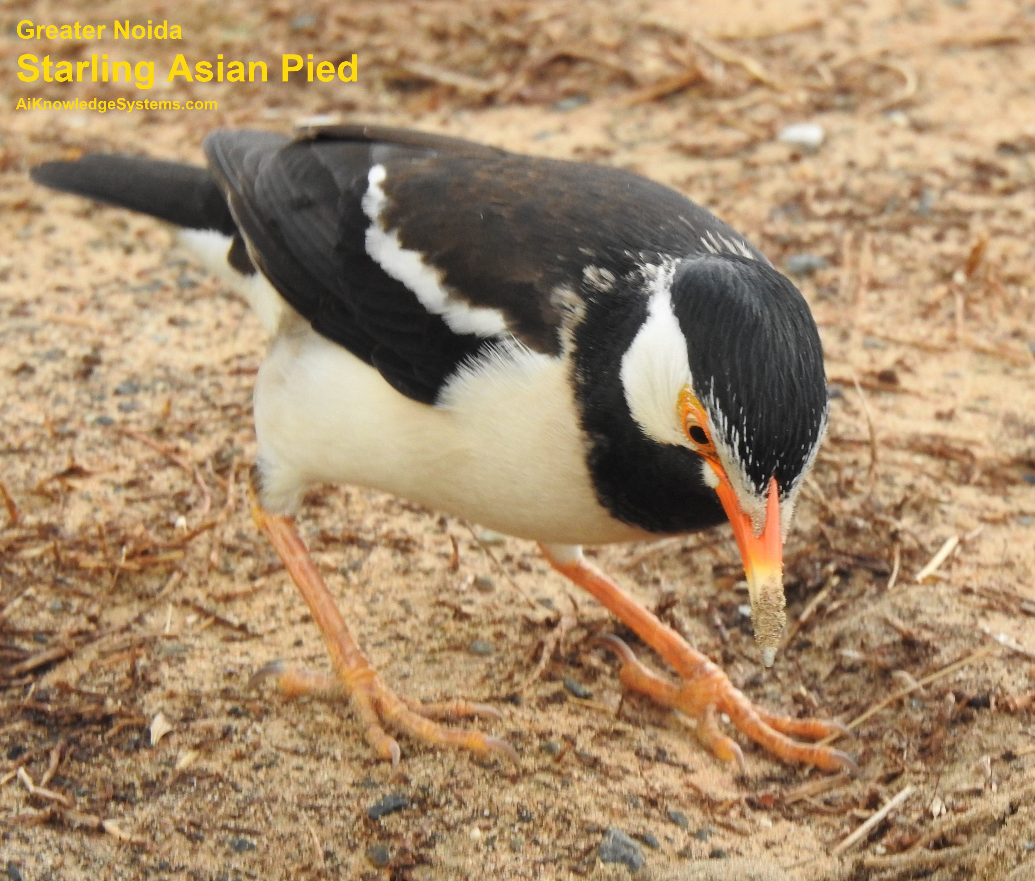 Starling Asian Pied (7) Coming Soon